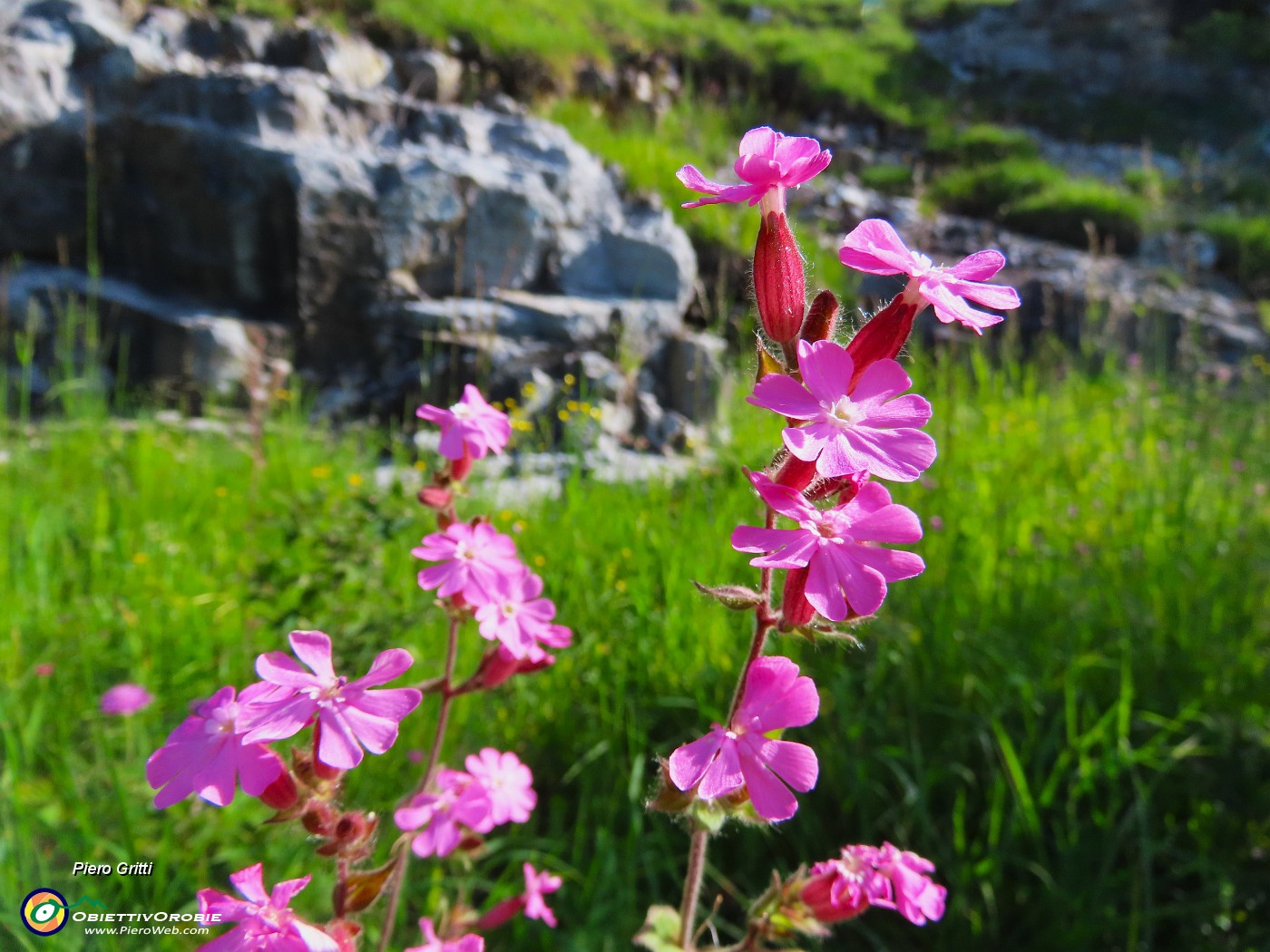 10 Fiori di Silene dioica (Silene rossa).JPG